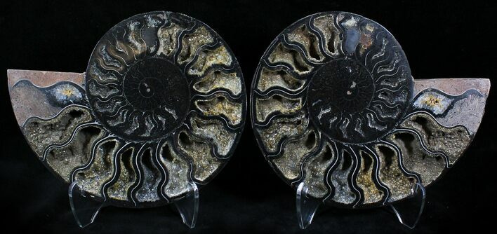 Black Ammonite Pair - Rare Coloration #23920